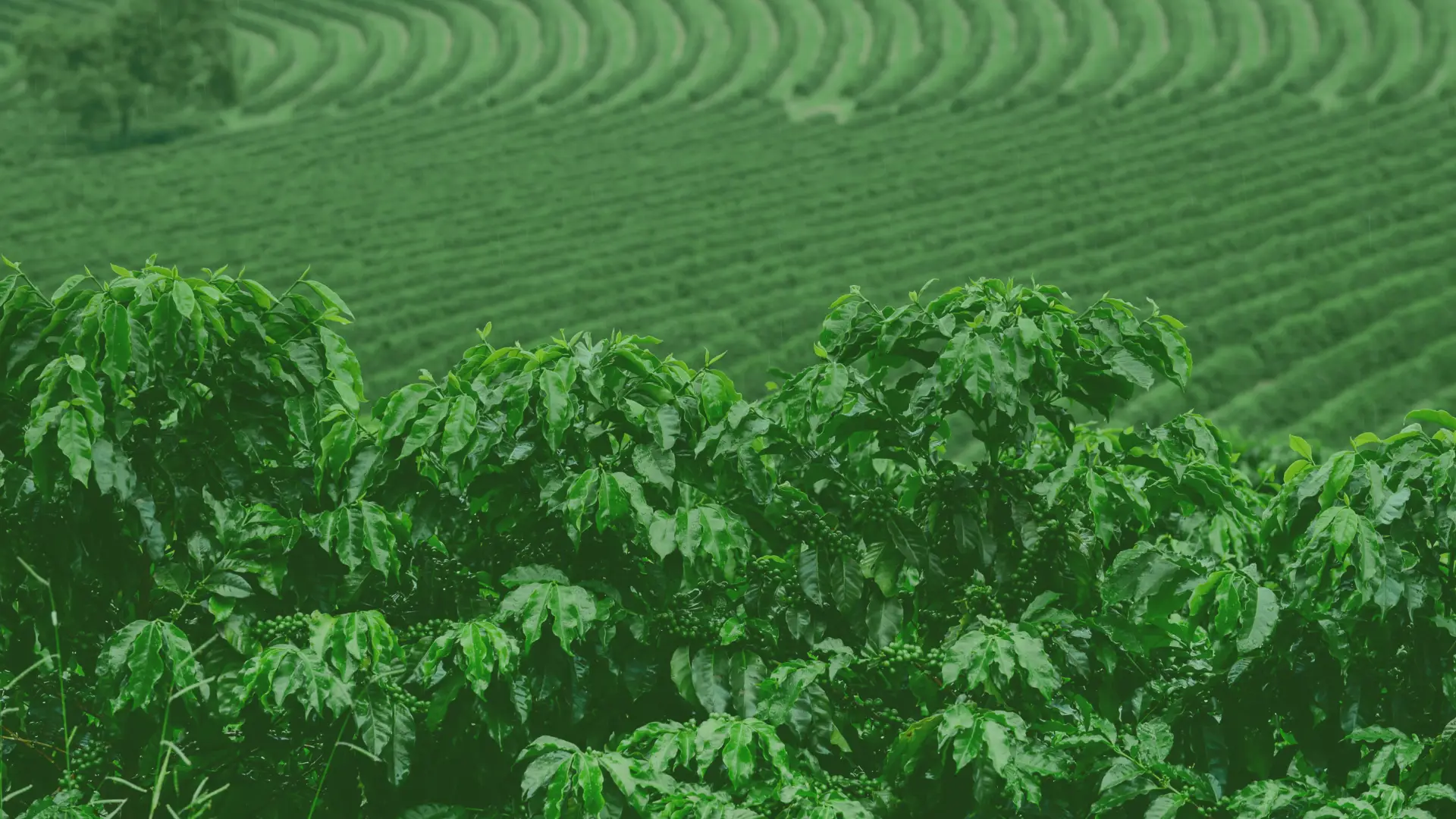 delverde-banner-field